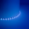 Cветодиодная LED лента Feron LS603, 60SMD(2835)/м 4.8Вт/м  5м IP20 12V синий - фото 50949